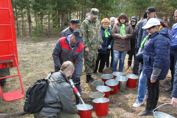  "Алтайлес" высадил 25 га памятных лесов в Алтайском крае.