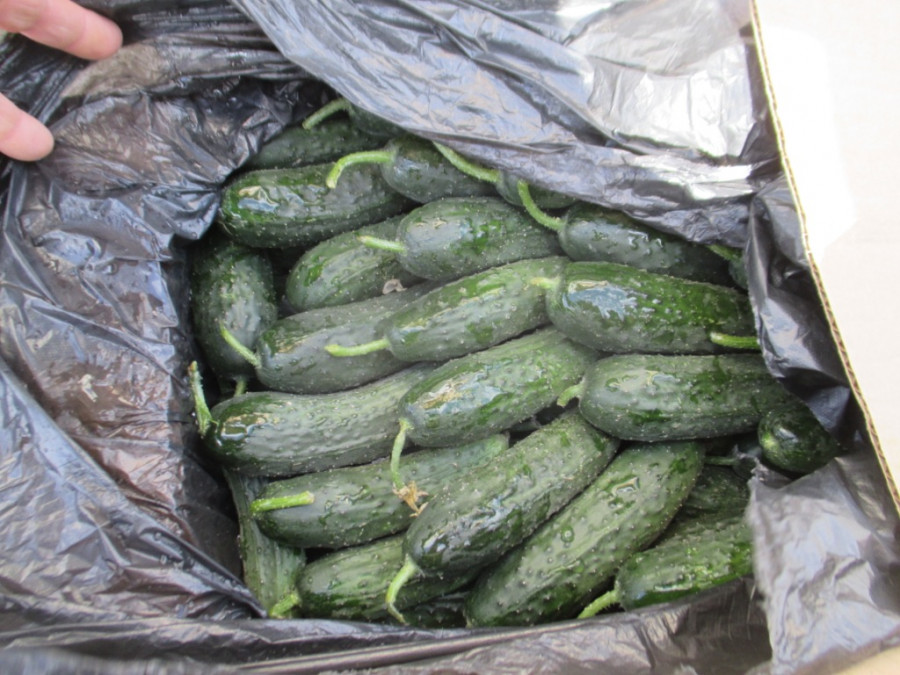 На Алтай не впустили 17 тонн свежих овощей из Казахстана.
