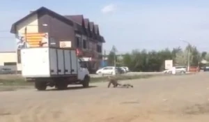 Бийчанин отжимался от асфальта на проезжей части. 14 мая 2017 года.