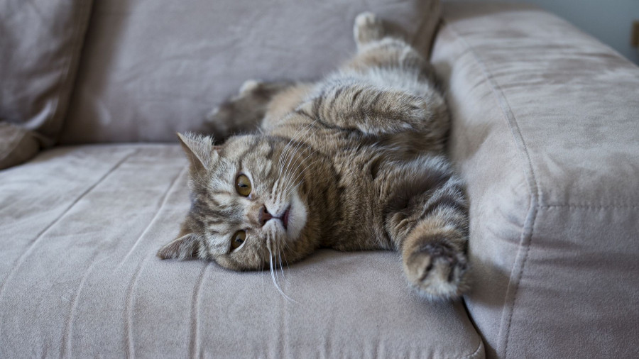 Котик на диване.
