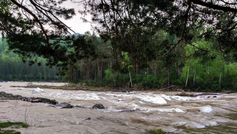 В Горном Алтае началась вторая волна паводка. Май 2017 года.