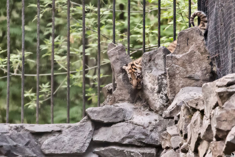 Прогулка тигрят. Новосибирский зоопарк. 