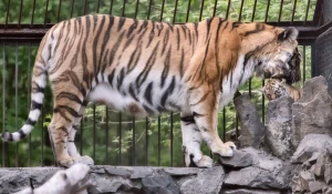 Прогулка тигрят. Новосибирский зоопарк. 