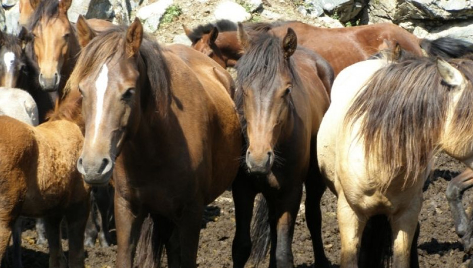 В Горном Алтае конокрады угнали 15 лошадей.