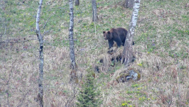 Медведь на Алтае.