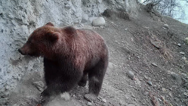 Медведь на Алтае.