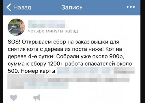 Бийчане в складчину спасли кота, загнанного собаками на березу.