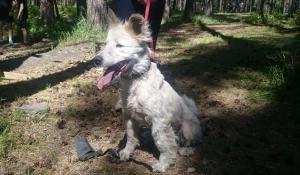 Каникросс-2017 в Барнауле.