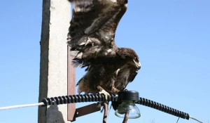 Воздушные линии оснащены птицезащитными устройствами.