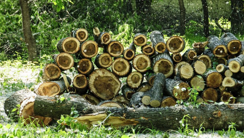 Вырубка деревьев в парке "Изумрудный".