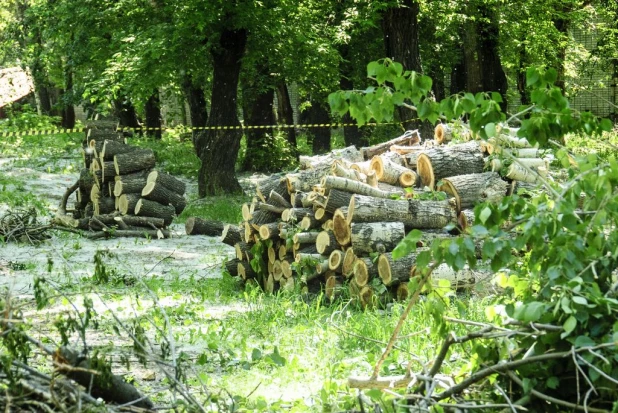 Вырубка деревьев в парке "Изумрудный".