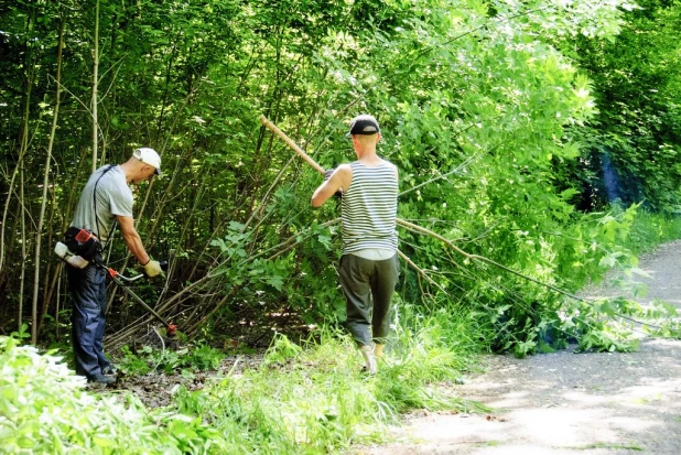 Вырубка деревьев в парке "Изумрудный".