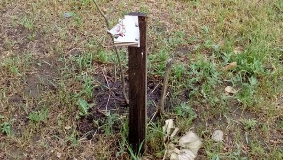 В Бийске осквернили аллею, высаженную в честьв ветеранов. 9 июня 2017 года.