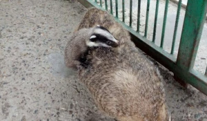 барсучиха Люся показала малышку