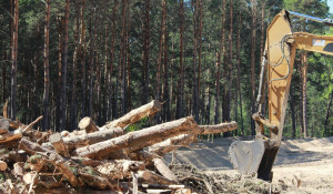 Вырубка леса возле "Трассы здоровья"