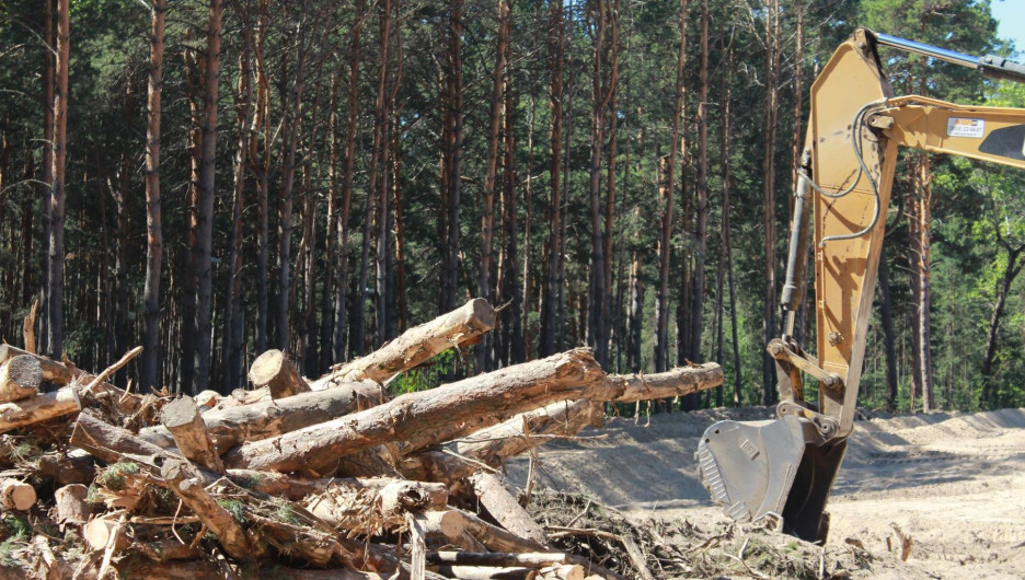 Вырубка леса возле "Трассы здоровья"