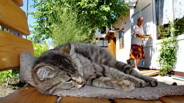 Барнаул в июне.