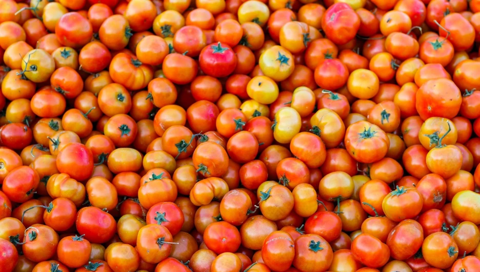 Удалять или не удалять пасынки у помидоров – вот вопрос, волнующий огородников
