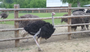 На страусином ранчо.