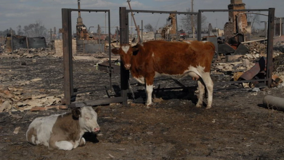 Село Николаевка после пожара. Алтайский край, 9 сентября.  	