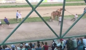 Конкурс с перетягиванием лошади на "АлтайФесте".