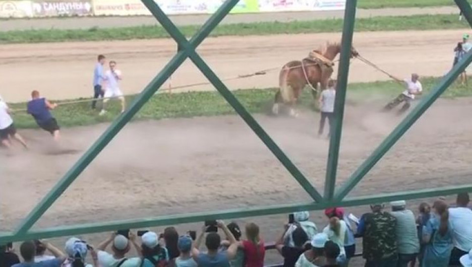 Конкурс с перетягиванием лошади на "АлтайФесте".