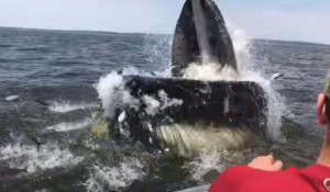 Горбатый кит напугал рыбаков
