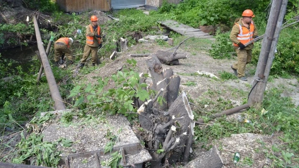 Вырубка деревьев возле Пивоварки