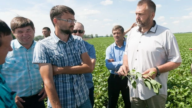 В Алтайском крае второй год занимаются возделыванием высокопротеиновой сои 