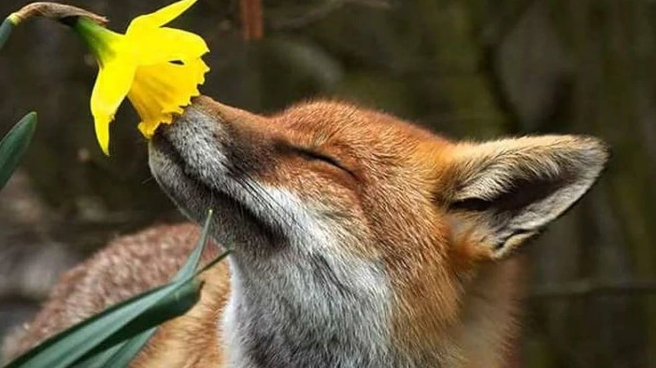 Забавное искусство фотошопа