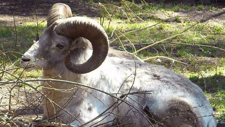 Снежный баран (Путоранский подвид).