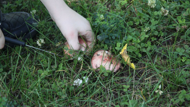 В Барнауле на аллее улицы Малахова растут съедобные грибы.