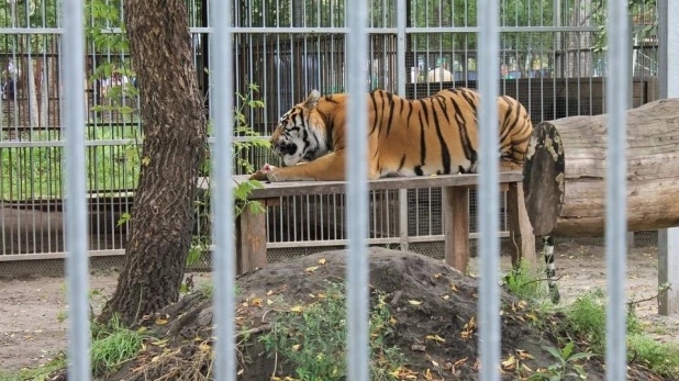 В Барнауле праздновали день амурского тигра.