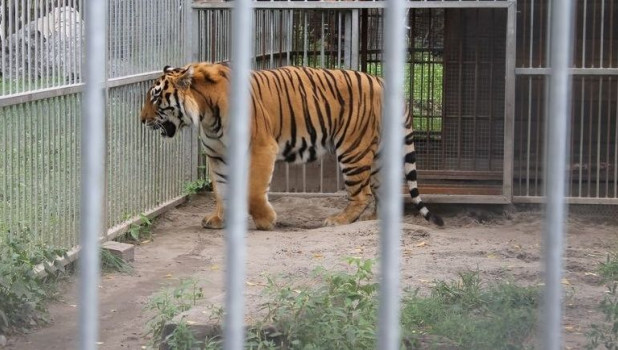 В Барнауле праздновали день амурского тигра.