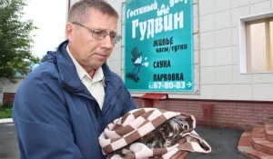 Операция по спасению коршуна.