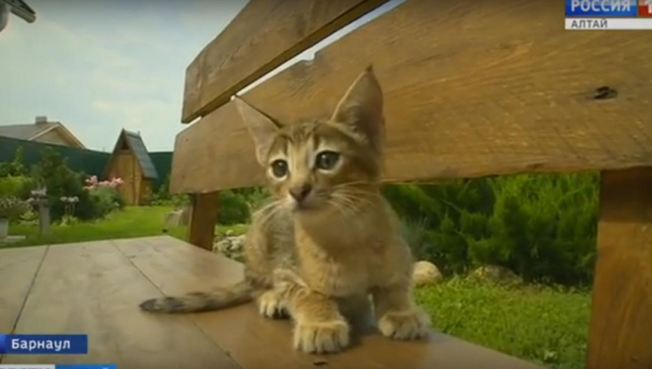 В Барнауле у кошки, купленной за 1 млн рублей, родились котята. 