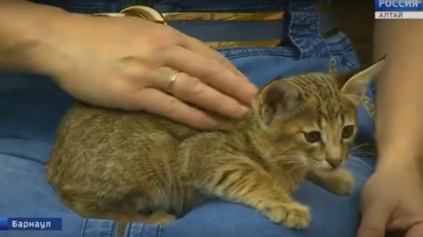 В Барнауле у кошки, купленной за 1 млн рублей, родились котята. 