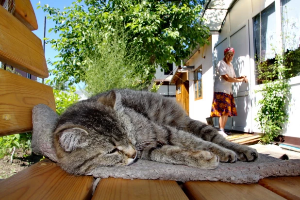 Барнаульские кошки и собаки.