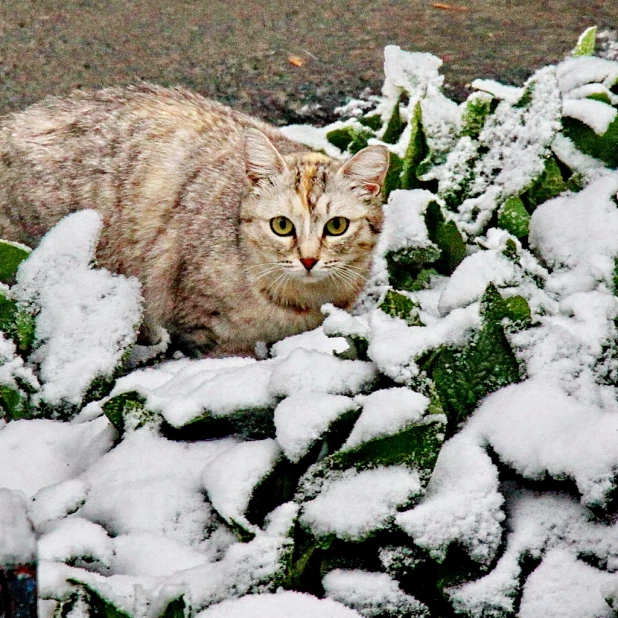 Барнаульские кошки и собаки.