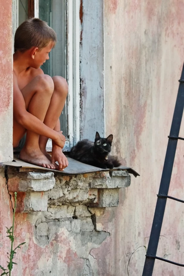 Барнаульские кошки и собаки.