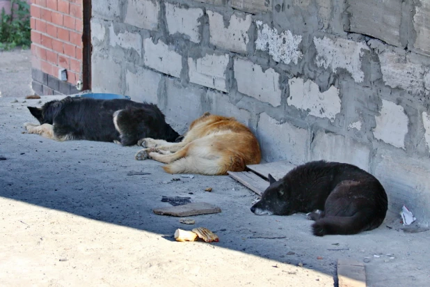 Барнаульские кошки и собаки.