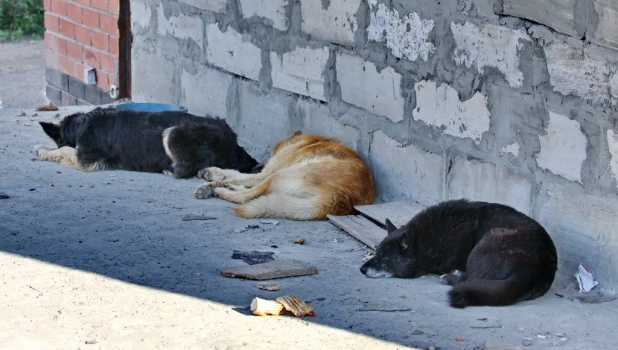 Барнаульские кошки и собаки.