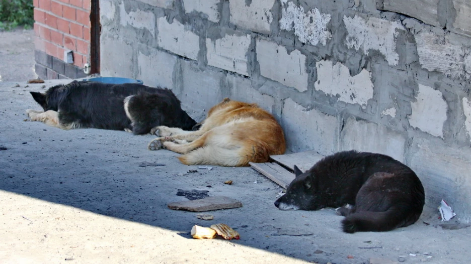 Барнаульские кошки и собаки.
