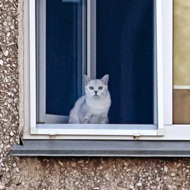 Барнаульские кошки и собаки.