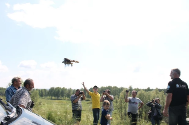 Ученые выпустили на волю краснокнижных соколов-балобанов.