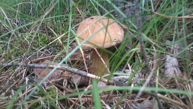 Несъедобный двойник белого гриба - желчный гриб.