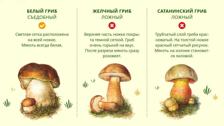 Грибы двойники. Белый гриб съедобные грибы двойники и несъедобные. Ядовитый гриб двойник белого гриба. Грибы двойники белый гриб опасный двойник. Опасный гриб двойник белого гриба опасные.