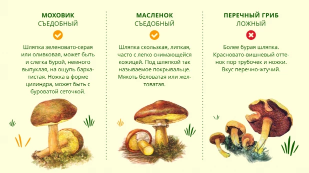 Двойник масленка и моховика.