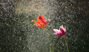Цветы в дождь.