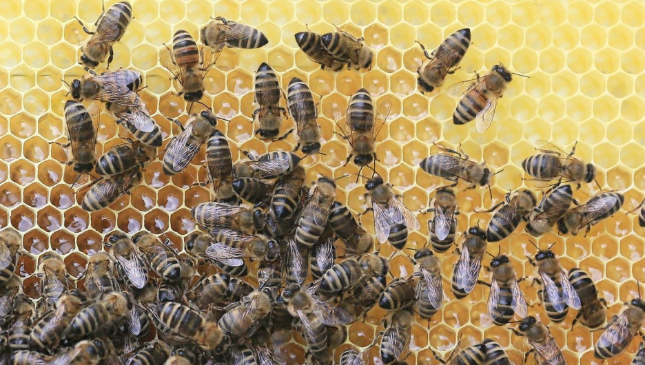 В Алтайском крае продают базу в живописном месте, где можно спать на пчелах